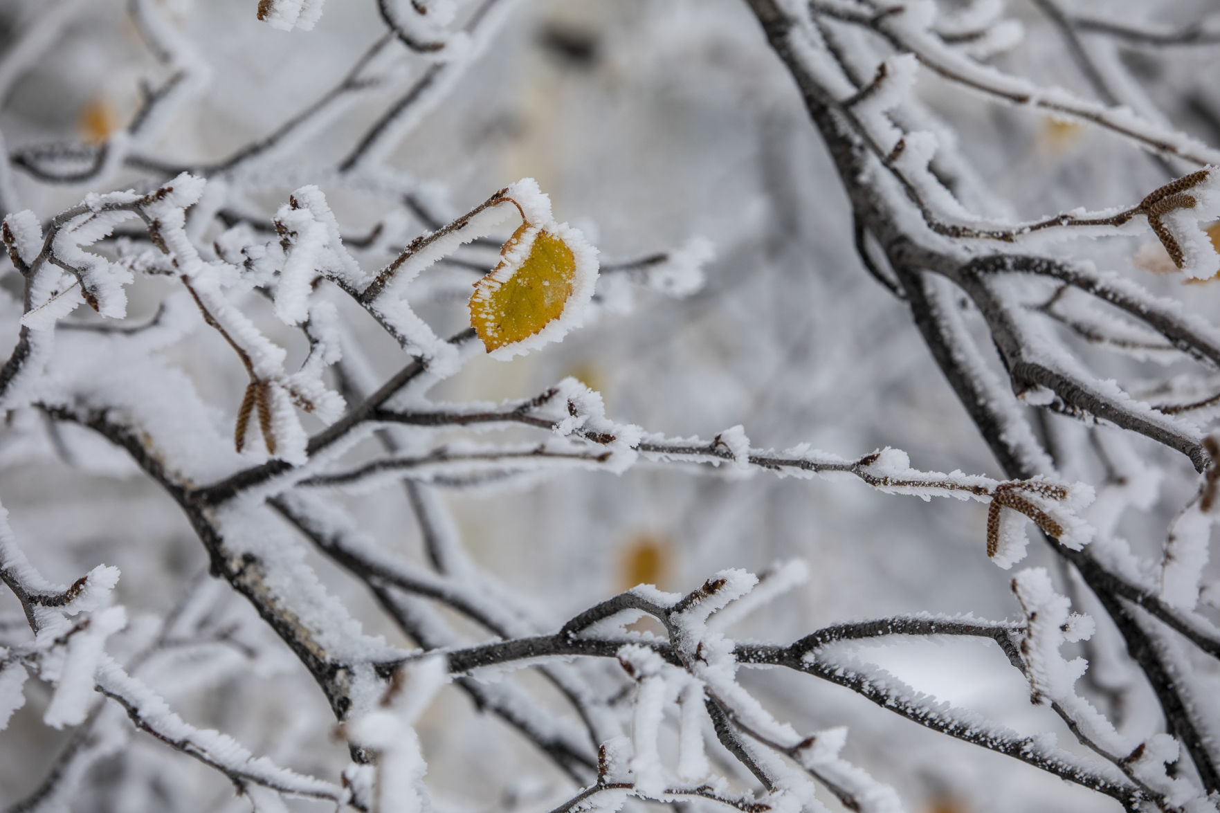 Autumn snow